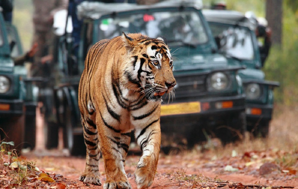 wildlife tours india
