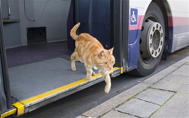 Moving Your Cat? Here Are A Few Things To Keep In Mind