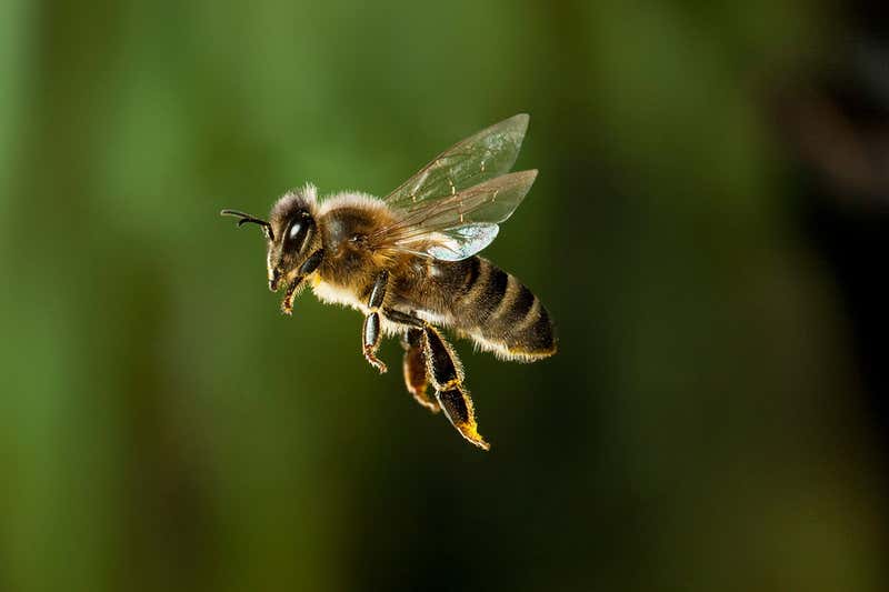 Some ways to get rid of bees