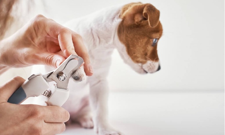 Everything You Must Know About Vaccinating Your Dog