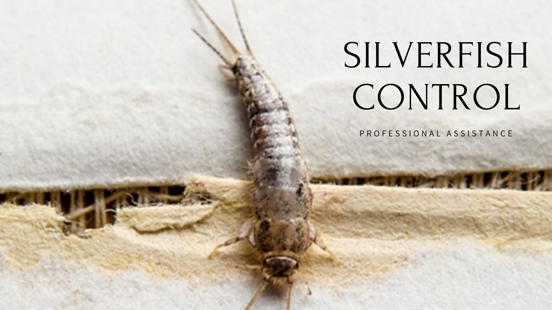 Why Call a Professional to Get Rid of Silverfish?