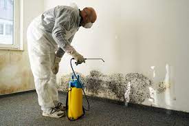 Spotting mold presence in your home? Here’s what you should do