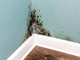 Suspect Mold? Here’s Why You Must Take Action Today