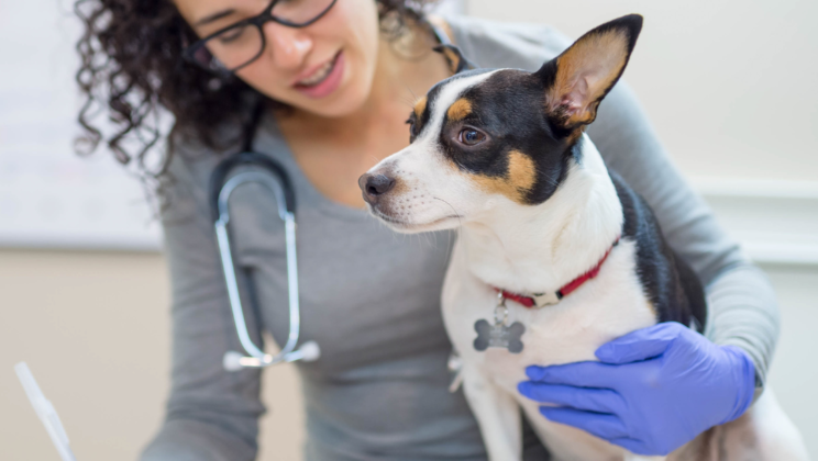 How Telemedicine Has Revolutionized Animal Health Solutions