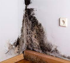 Things you can expect from a mold removal expert 