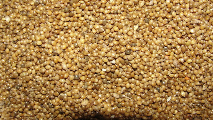 Role of Millet In Traditional Diets
