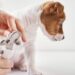 Everything-You-Must-Know-About-Vaccinating-Your-Dog